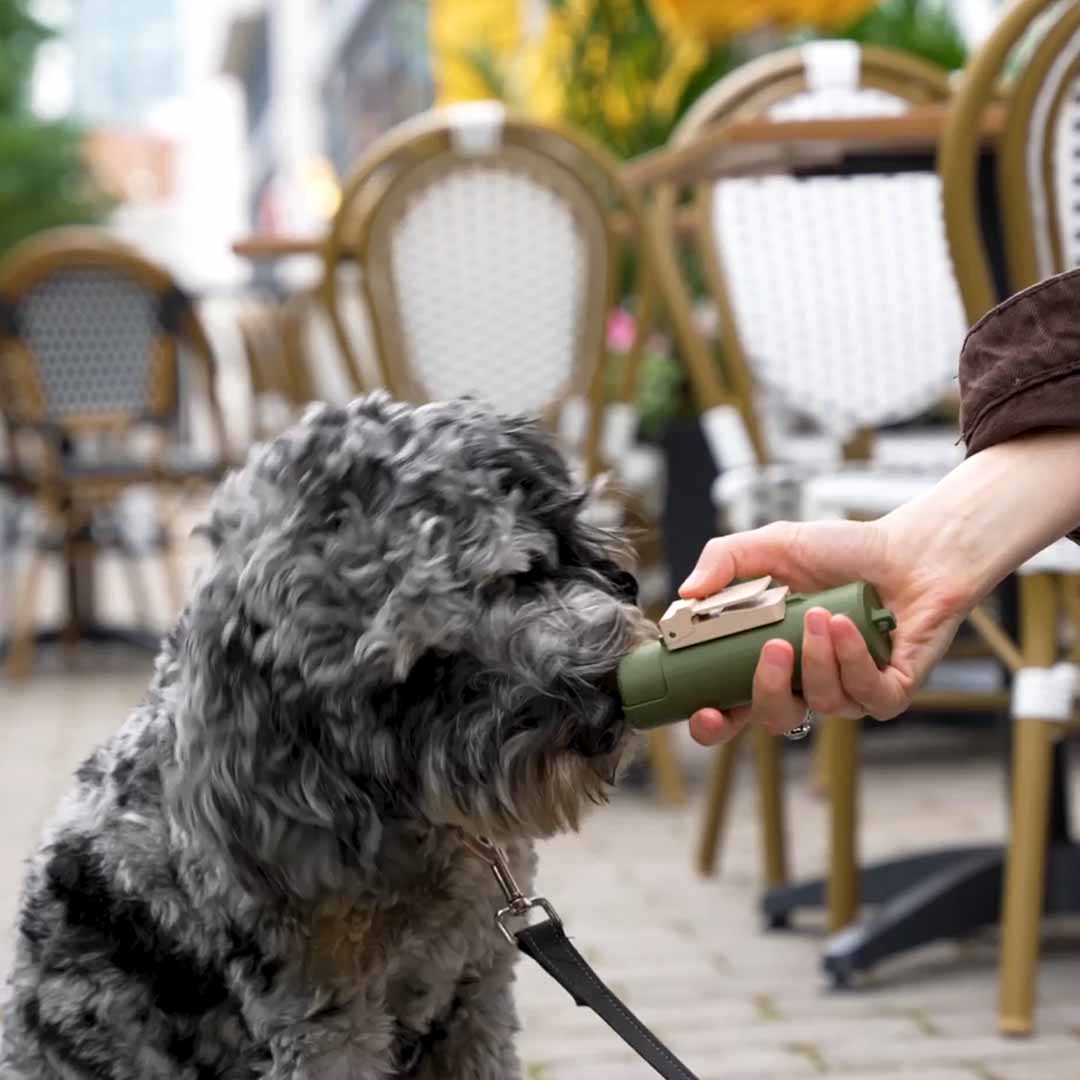 Dog Training Made Faster And Easier