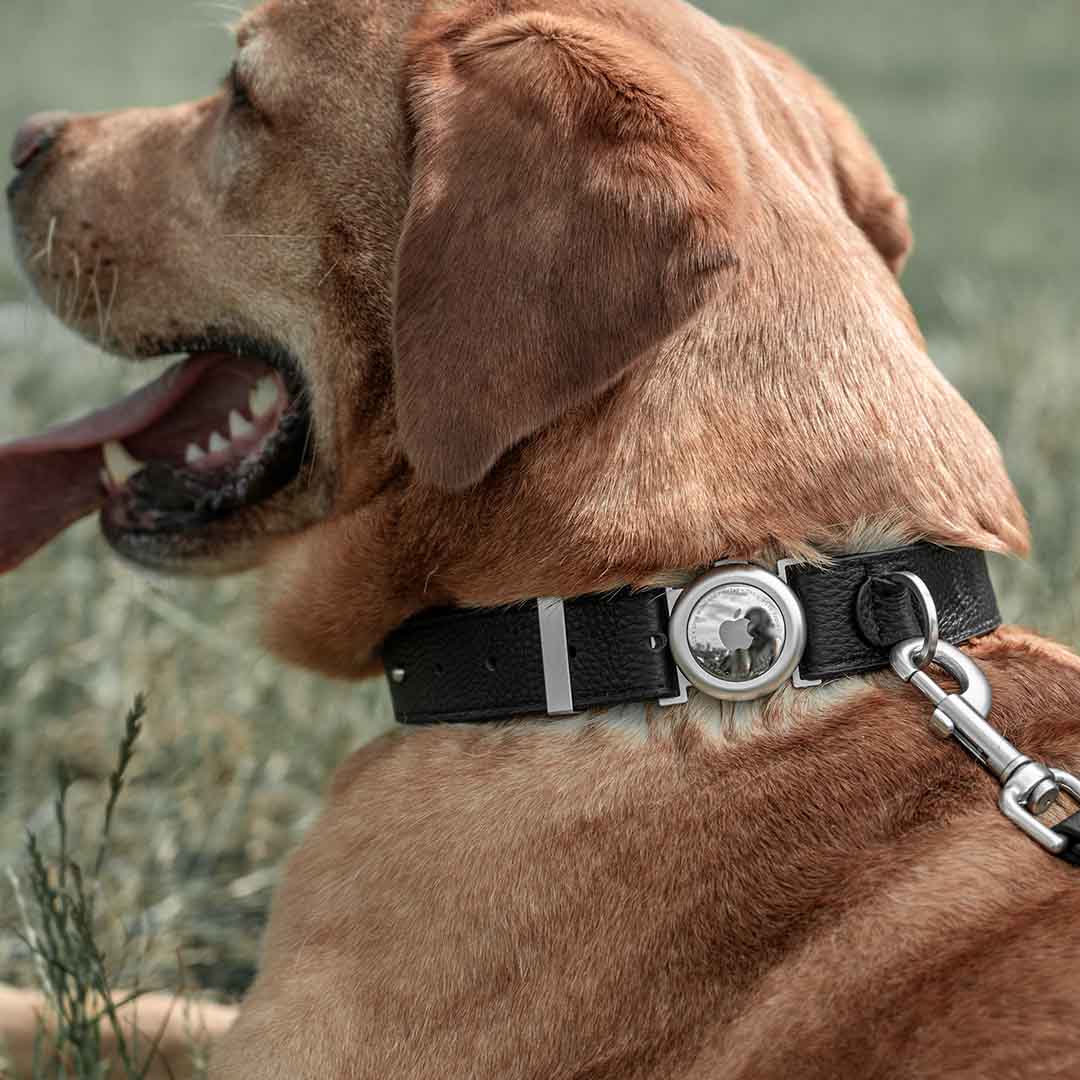 The Magnetic Leash That Adapts