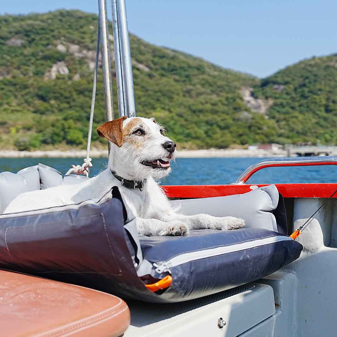 Adventure-Ready Dog Pad: Durable, Comfy, and Insect-Proof