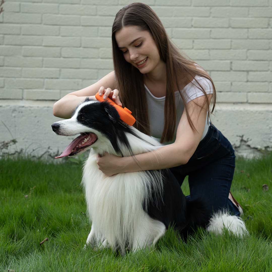 The Pet Brush That Kills 99.9% Bacteria