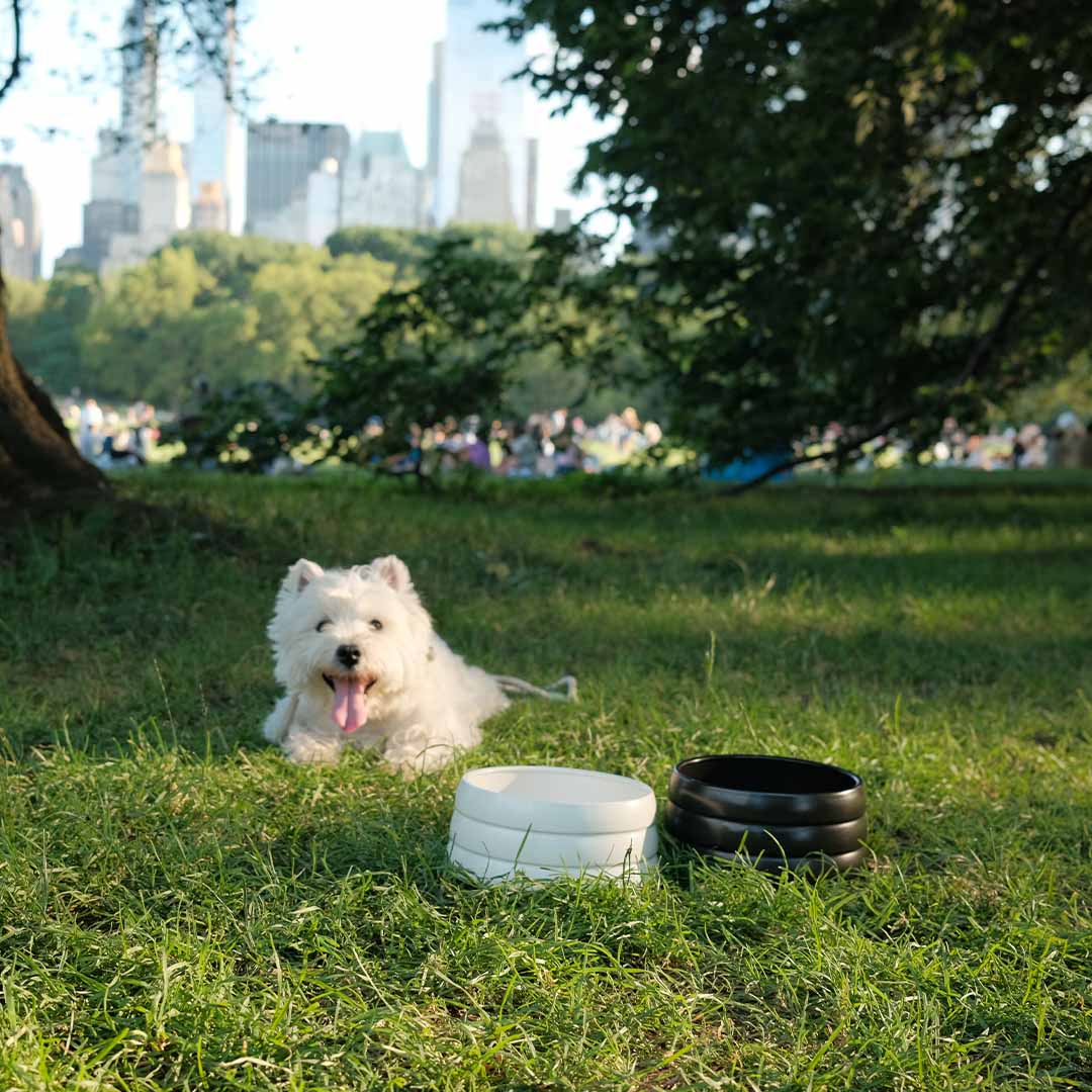 40oz Splash-Free Ceramic Pet Bowl