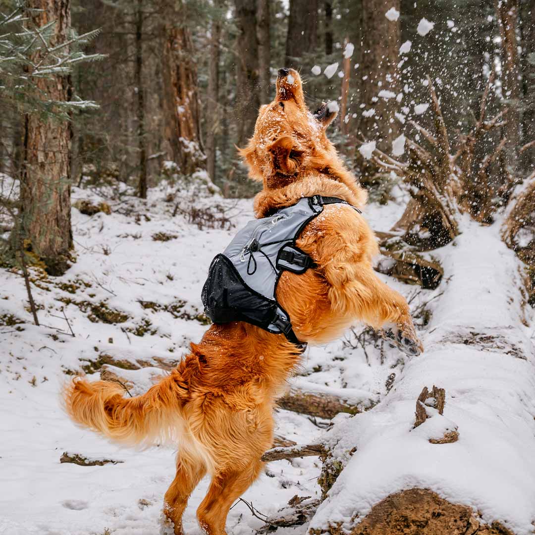 Shoulder-Free Dog Pack Comfort