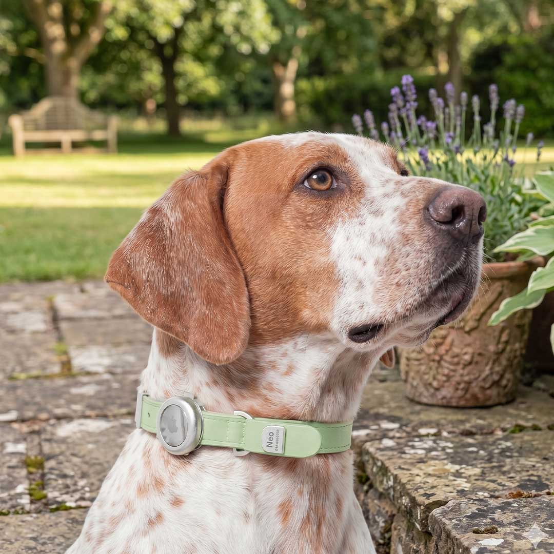 Engineered To Leash Up In One Click