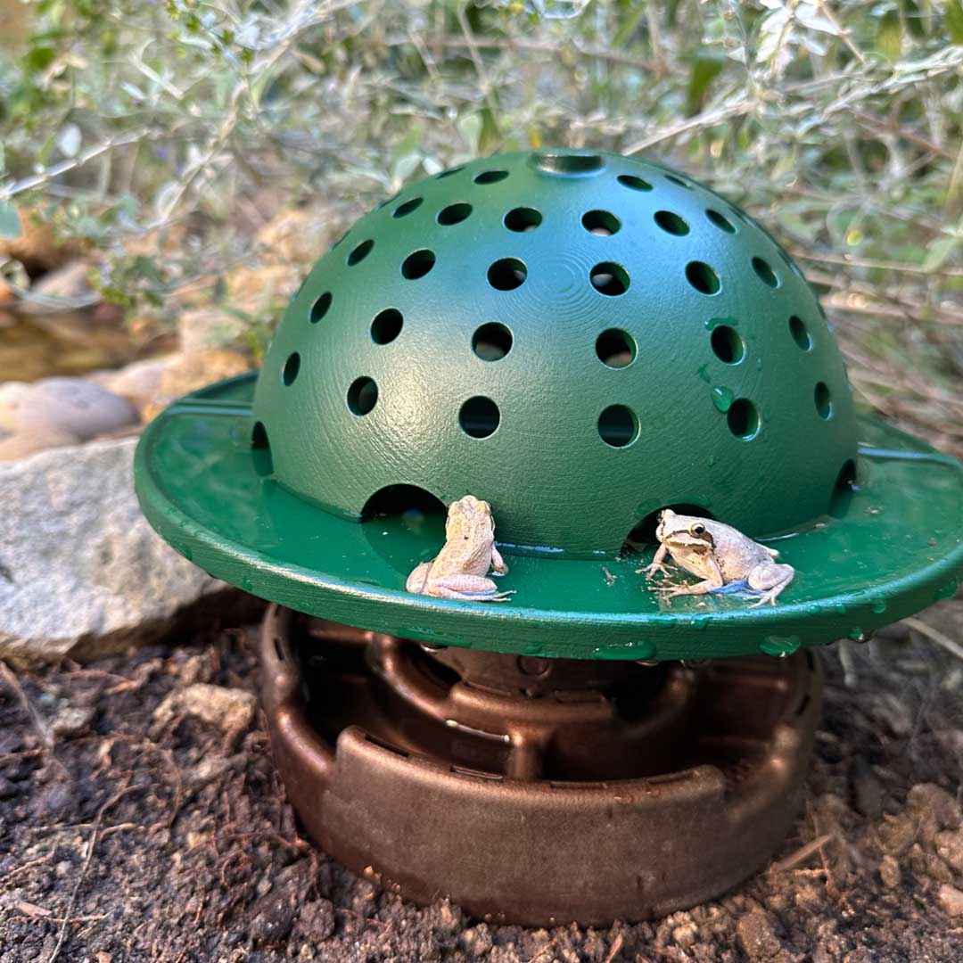 Backyard Frog Habitat for Nature Fans