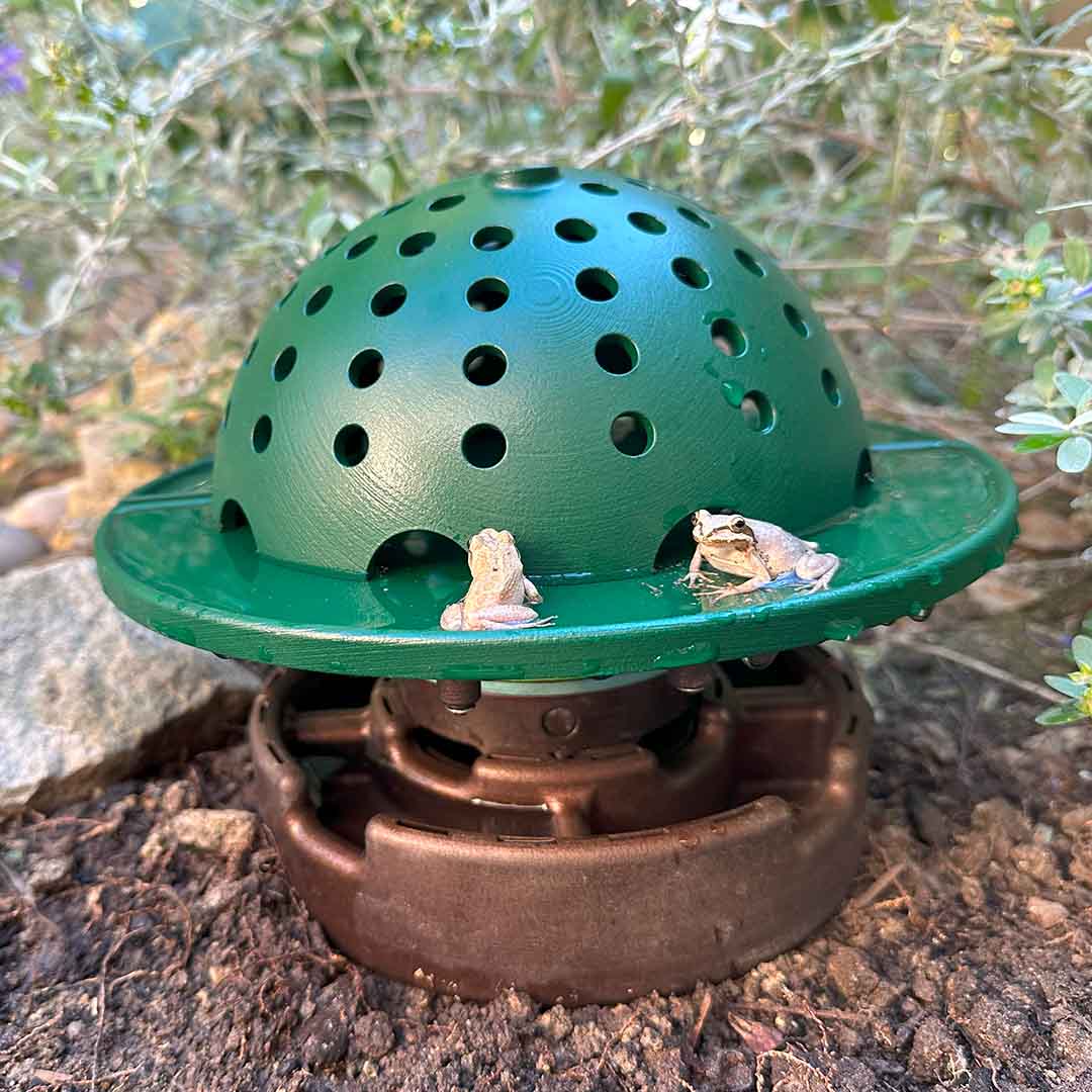 Backyard Frog Habitat for Nature Fans