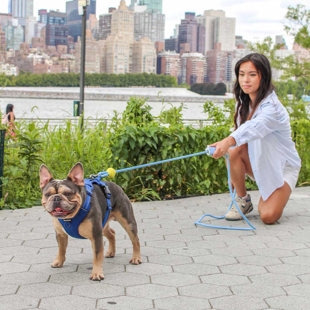 The Dog Leash Reinvented