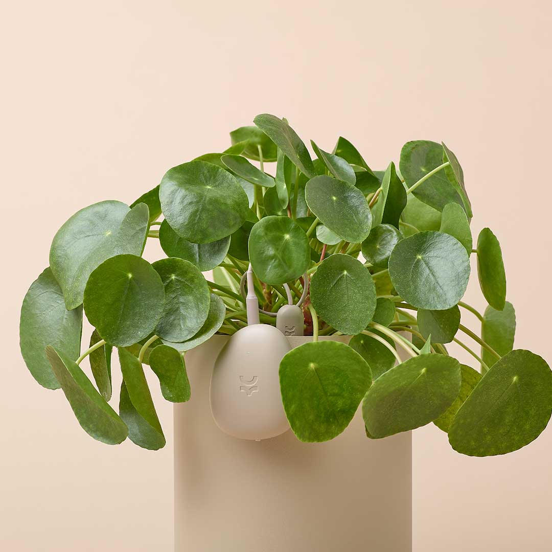 Smart Sensor & App For Effortless Plant Care