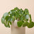 Smart Sensor & App For Effortless Plant Care