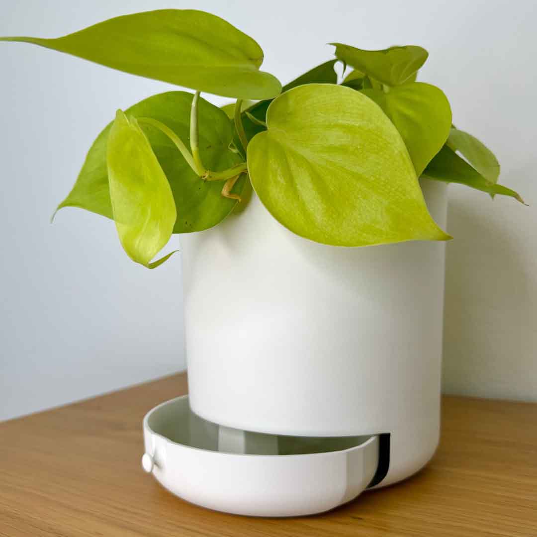 Innovative Plant Pot With Removable Drawer