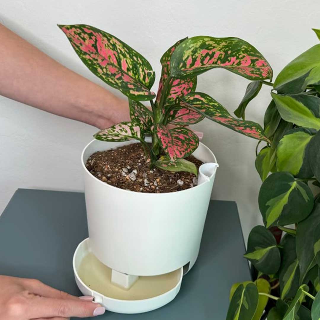 Innovative Plant Pot With Removable Drawer