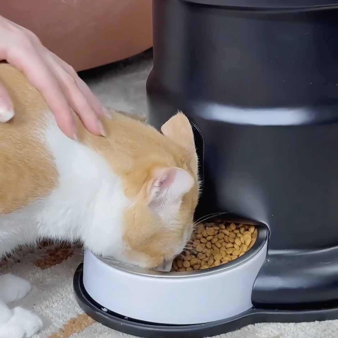 Furniture For Pets And People