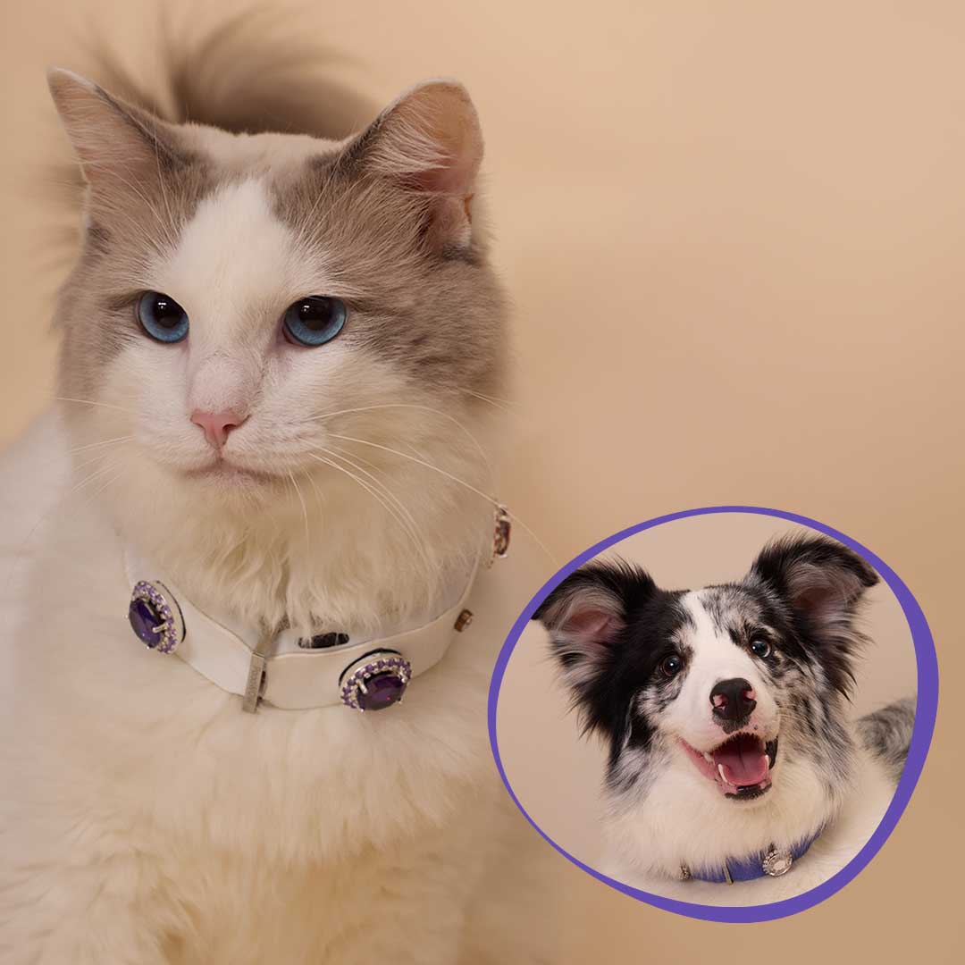 What If You Could Understand Your Pet?