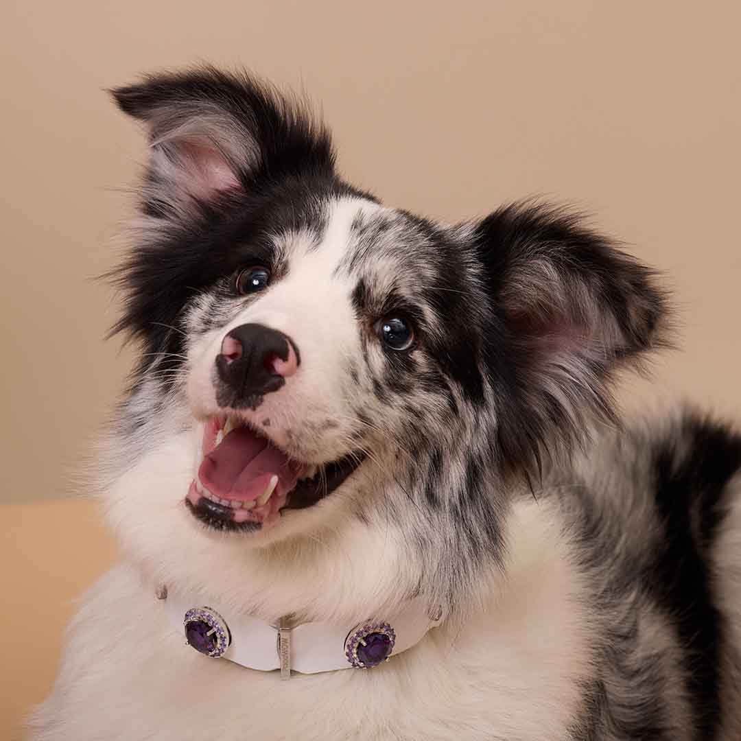 What If You Could Understand Your Pet?