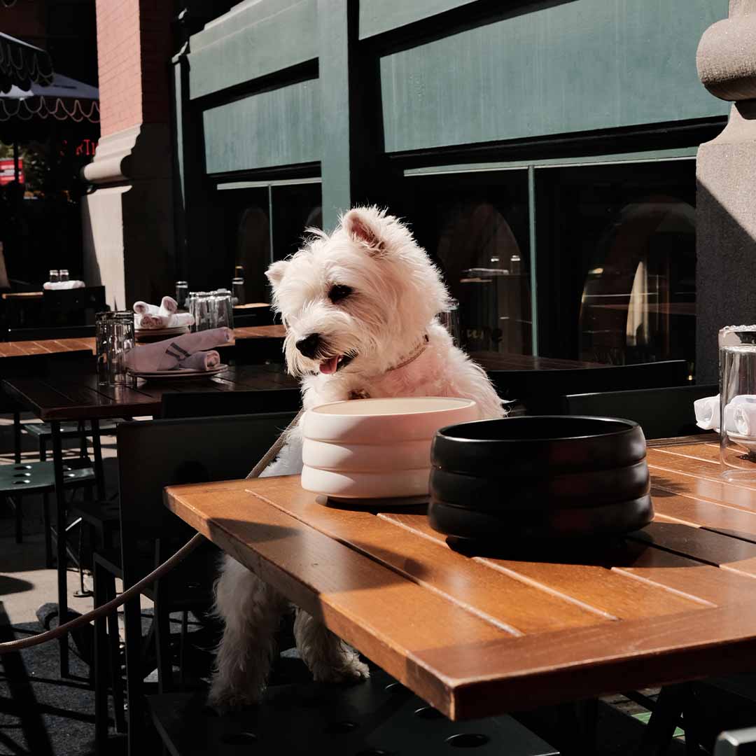 40oz Splash-Free Ceramic Pet Bowl