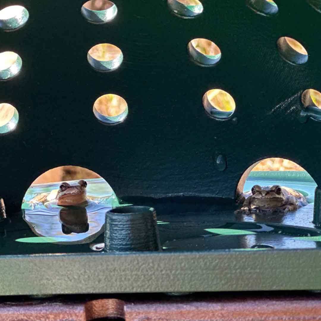 Backyard Frog Habitat for Nature Fans