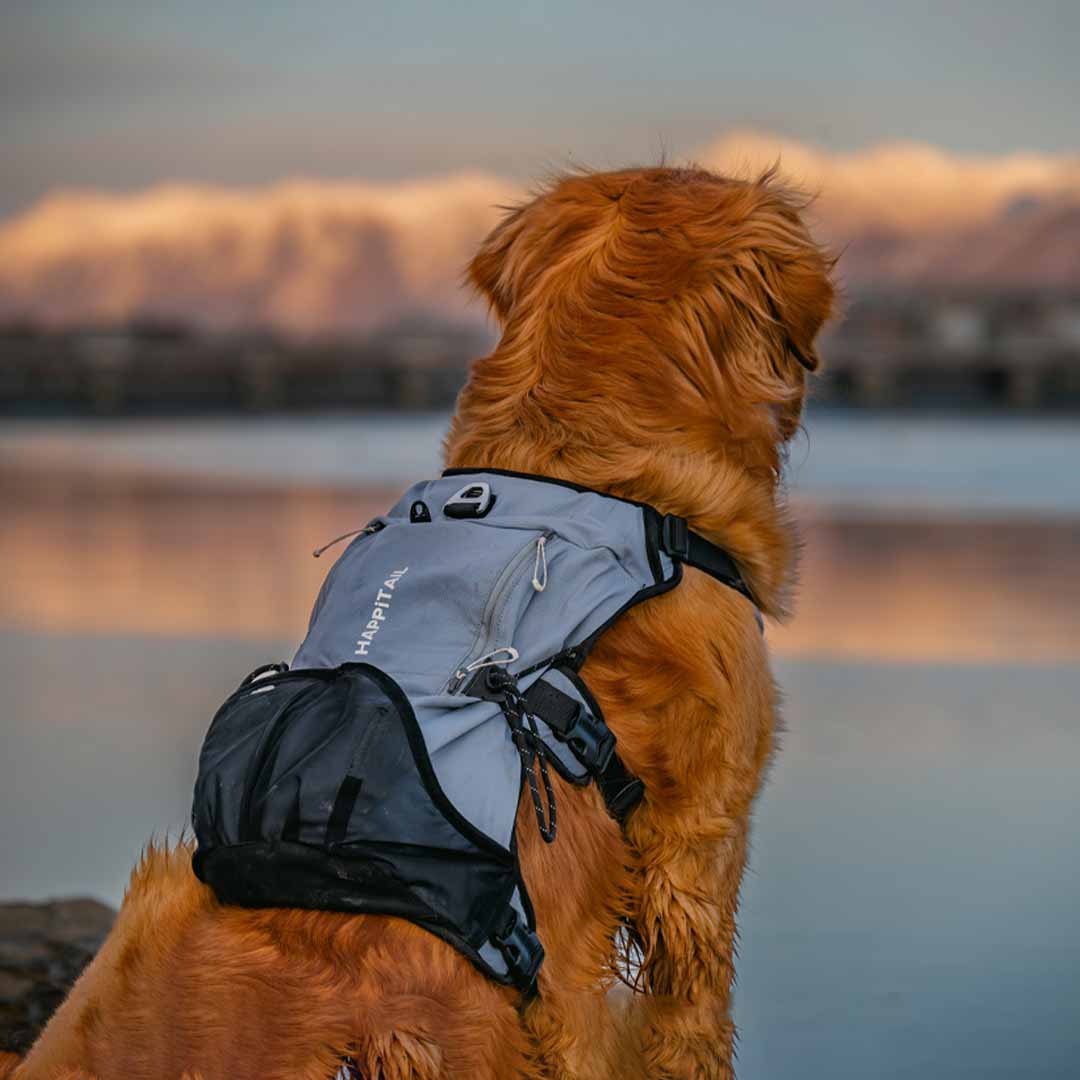 Shoulder-Free Dog Pack Comfort