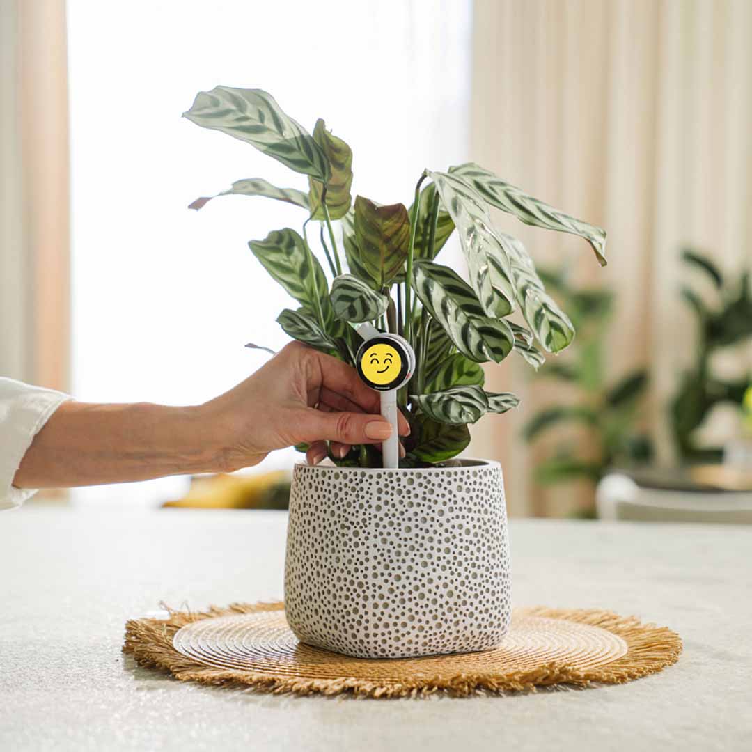 Know Exactly How Your Plant Feels
