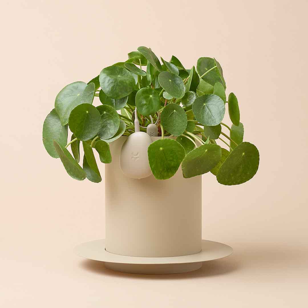 Smart Sensor & App For Effortless Plant Care