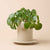Smart Sensor & App For Effortless Plant Care