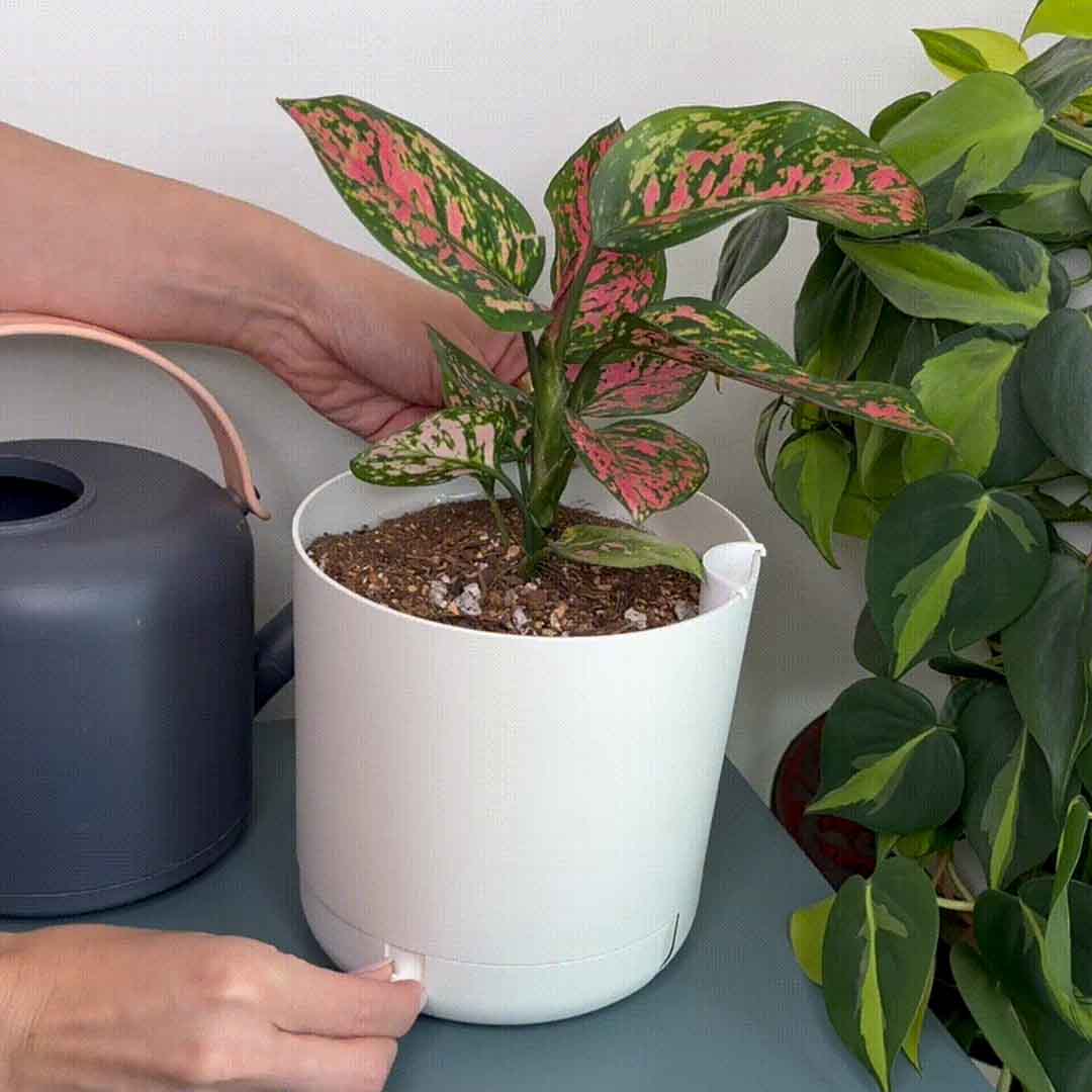 Innovative Plant Pot With Removable Drawer