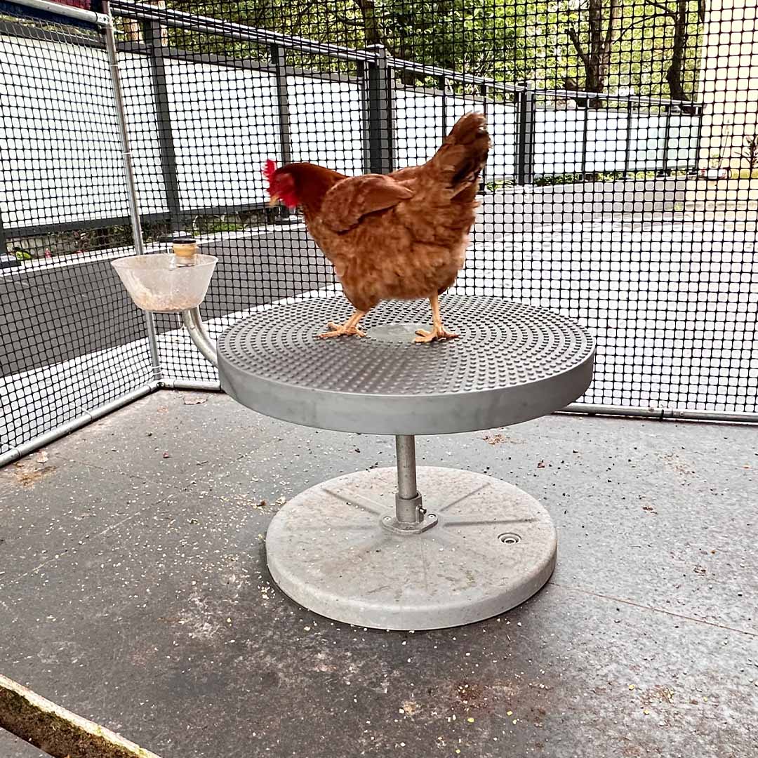 Active Feeding For Backyard Chickens